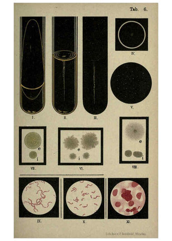 Reproducción/Reproduction 6418450217: Atlas and essentials of bacteriology New York :William Wood & Co.,1897 