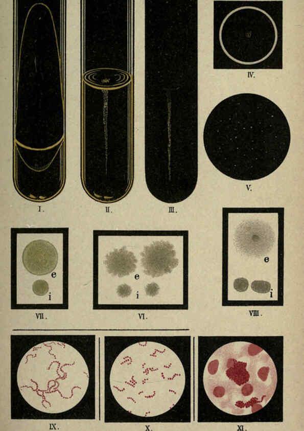 Reproducción/Reproduction 6418450217: Atlas and essentials of bacteriology New York :William Wood & Co.,1897 