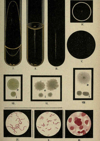 Reproducción/Reproduction 6418450217: Atlas and essentials of bacteriology New York :William Wood & Co.,1897 