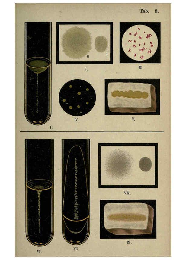 Reproducción/Reproduction 6418451303: Atlas and essentials of bacteriology New York :William Wood & Co.,1897 
