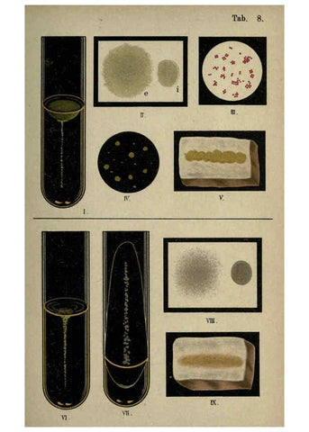 Reproducción/Reproduction 6418451303: Atlas and essentials of bacteriology New York :William Wood & Co.,1897 