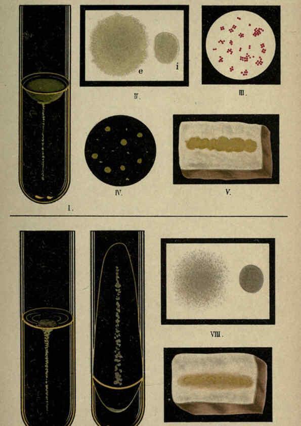 Reproducción/Reproduction 6418451303: Atlas and essentials of bacteriology New York :William Wood & Co.,1897 