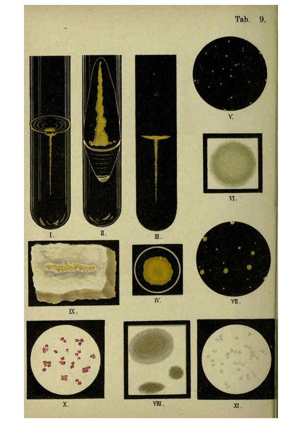 Reproducción/Reproduction 6418451875: Atlas and essentials of bacteriology New York :William Wood & Co.,1897 