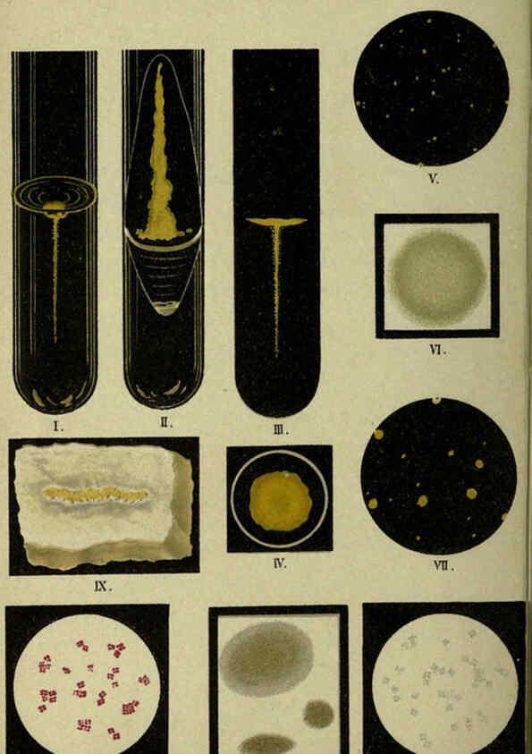 Reproducción/Reproduction 6418451875: Atlas and essentials of bacteriology New York :William Wood & Co.,1897 