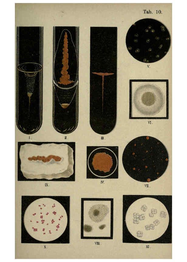 Reproducción/Reproduction 6418452333: Atlas and essentials of bacteriology New York :William Wood & Co.,1897 