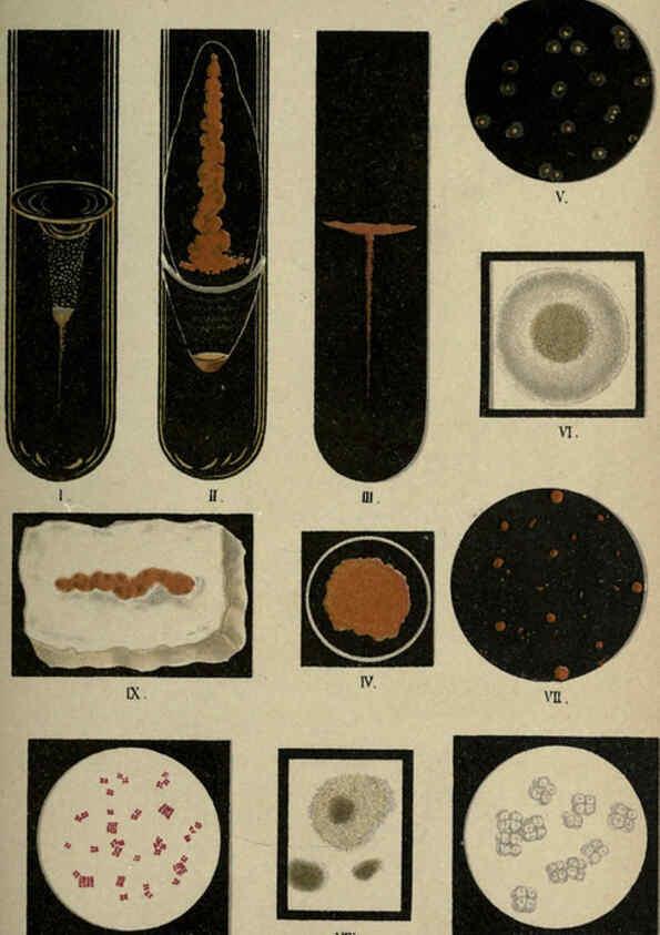 Reproducción/Reproduction 6418452333: Atlas and essentials of bacteriology New York :William Wood & Co.,1897 
