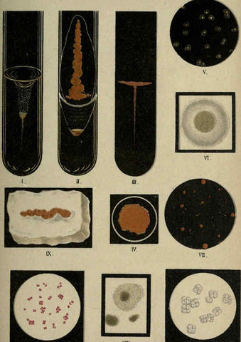 Reproducción/Reproduction 6418452333: Atlas and essentials of bacteriology New York :William Wood & Co.,1897 