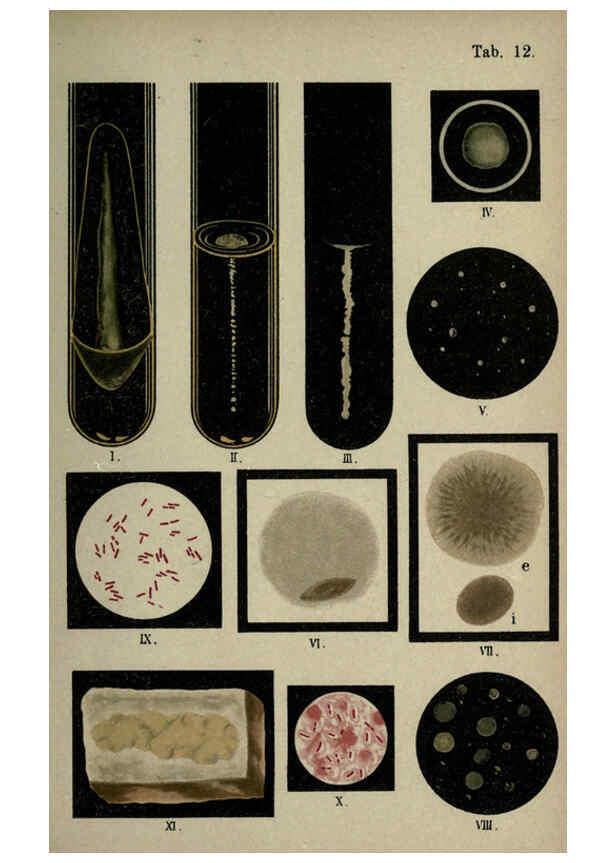 Reproducción/Reproduction 6418453283: Atlas and essentials of bacteriology New York :William Wood & Co.,1897 