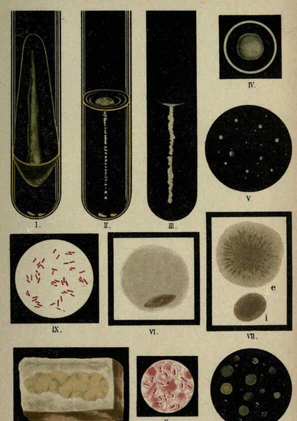 Reproducción/Reproduction 6418453283: Atlas and essentials of bacteriology New York :William Wood & Co.,1897 