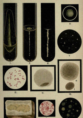 Reproducción/Reproduction 6418453283: Atlas and essentials of bacteriology New York :William Wood & Co.,1897 