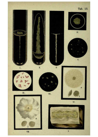 Reproducción/Reproduction 6418453681: Atlas and essentials of bacteriology New York :William Wood & Co.,1897 
