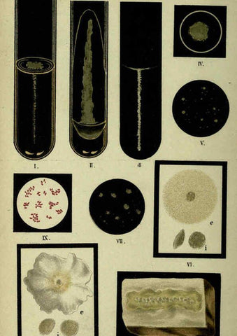 Reproducción/Reproduction 6418453681: Atlas and essentials of bacteriology New York :William Wood & Co.,1897 