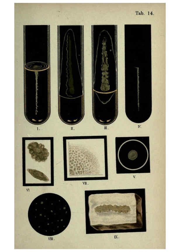 Reproducción/Reproduction 6418454075: Atlas and essentials of bacteriology New York :William Wood & Co.,1897 