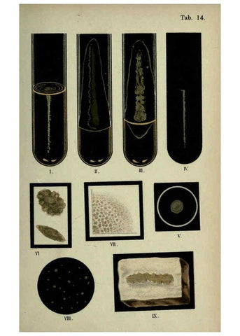 Reproducción/Reproduction 6418454075: Atlas and essentials of bacteriology New York :William Wood & Co.,1897 