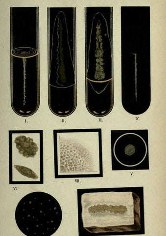 Reproducción/Reproduction 6418454075: Atlas and essentials of bacteriology New York :William Wood & Co.,1897 