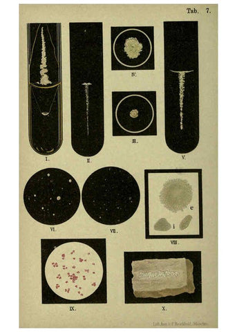 Reproducción/Reproduction 6418450763: Atlas and essentials of bacteriology New York :William Wood & Co.,1897 