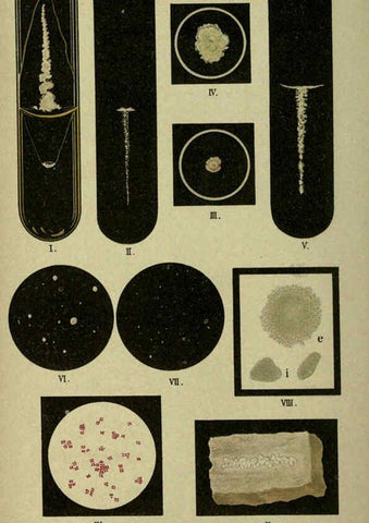 Reproducción/Reproduction 6418450763: Atlas and essentials of bacteriology New York :William Wood & Co.,1897 