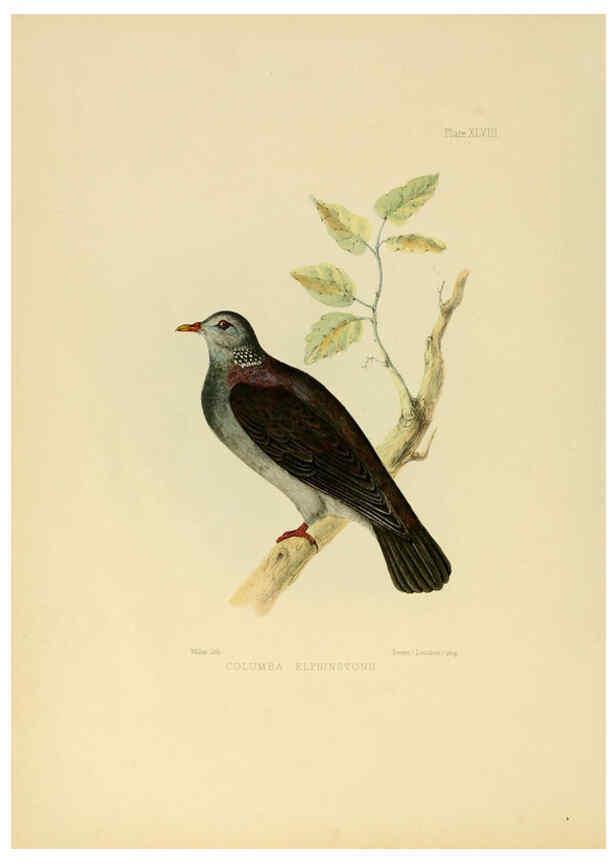 Reproducción/Reproduction 6418335243: Illustrations of Indian ornithology Madras :Printed by P.R. Hunt, American Mission Press,1847