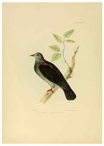 Reproducción/Reproduction 6418335243: Illustrations of Indian ornithology Madras :Printed by P.R. Hunt, American Mission Press,1847