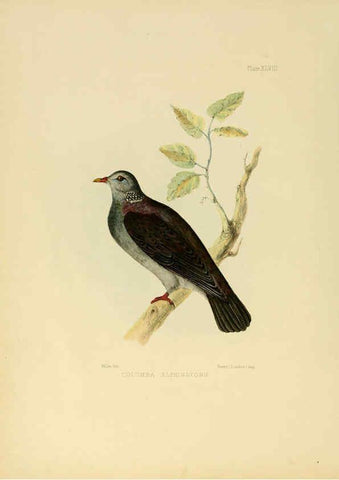 Reproducción/Reproduction 6418335243: Illustrations of Indian ornithology Madras :Printed by P.R. Hunt, American Mission Press,1847