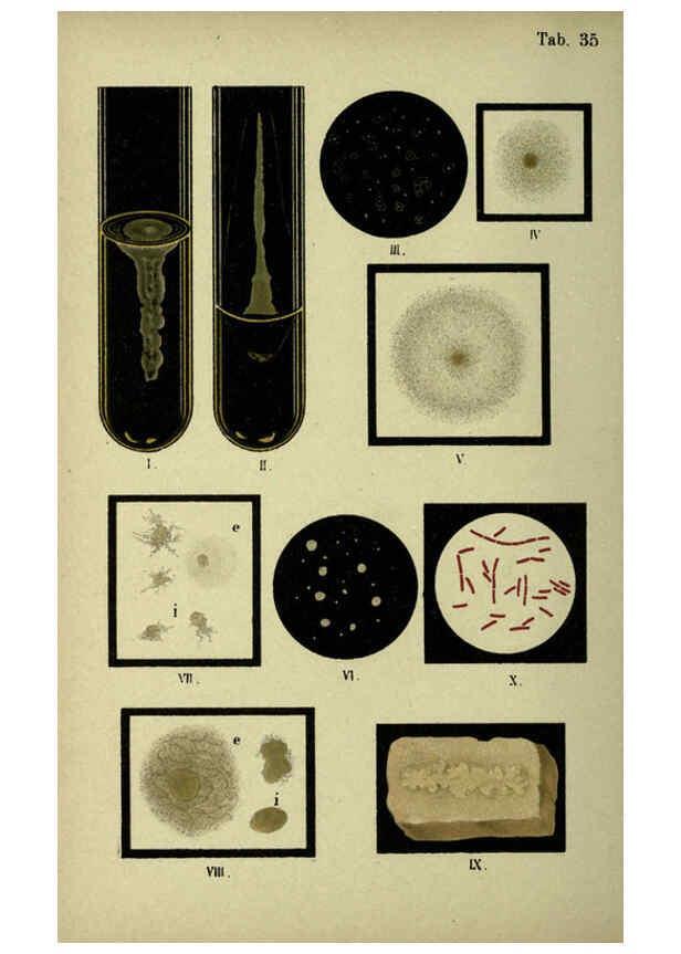 Reproducción/Reproduction 6418465873: Atlas and essentials of bacteriology New York :William Wood & Co.,1897 
