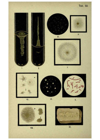 Reproducción/Reproduction 6418465873: Atlas and essentials of bacteriology New York :William Wood & Co.,1897 