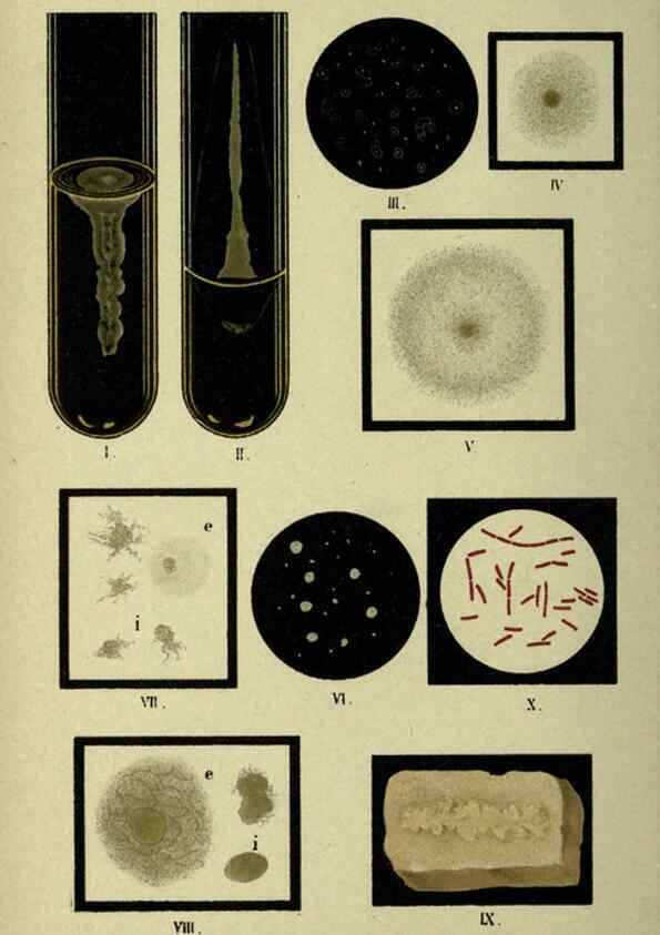 Reproducción/Reproduction 6418465873: Atlas and essentials of bacteriology New York :William Wood & Co.,1897 
