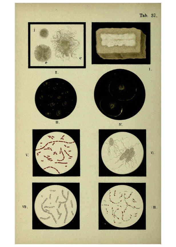 Reproducción/Reproduction 6418467429: Atlas and essentials of bacteriology New York :William Wood & Co.,1897 