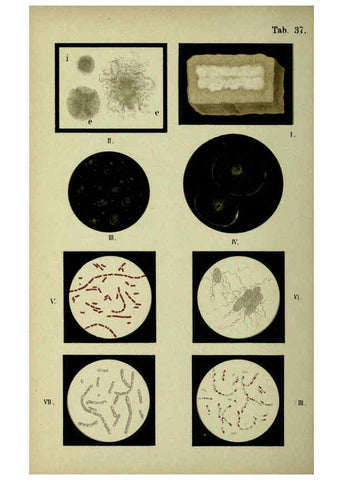 Reproducción/Reproduction 6418467429: Atlas and essentials of bacteriology New York :William Wood & Co.,1897 