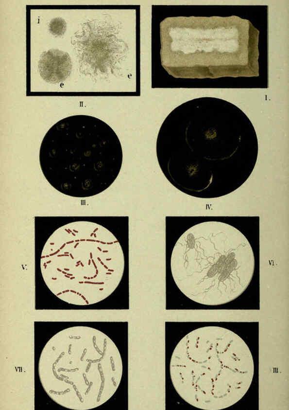Reproducción/Reproduction 6418467429: Atlas and essentials of bacteriology New York :William Wood & Co.,1897 
