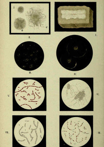 Reproducción/Reproduction 6418467429: Atlas and essentials of bacteriology New York :William Wood & Co.,1897 