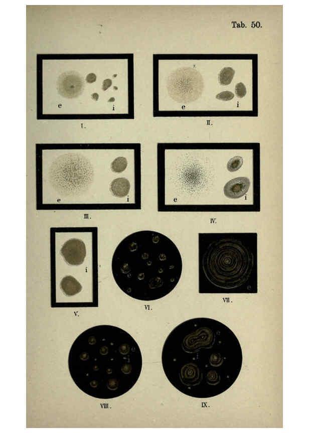 Reproducción/Reproduction 6418478949: Atlas and essentials of bacteriology New York :William Wood & Co.,1897 