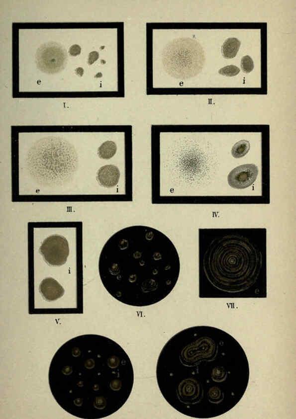 Reproducción/Reproduction 6418478949: Atlas and essentials of bacteriology New York :William Wood & Co.,1897 