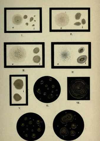 Reproducción/Reproduction 6418478949: Atlas and essentials of bacteriology New York :William Wood & Co.,1897 