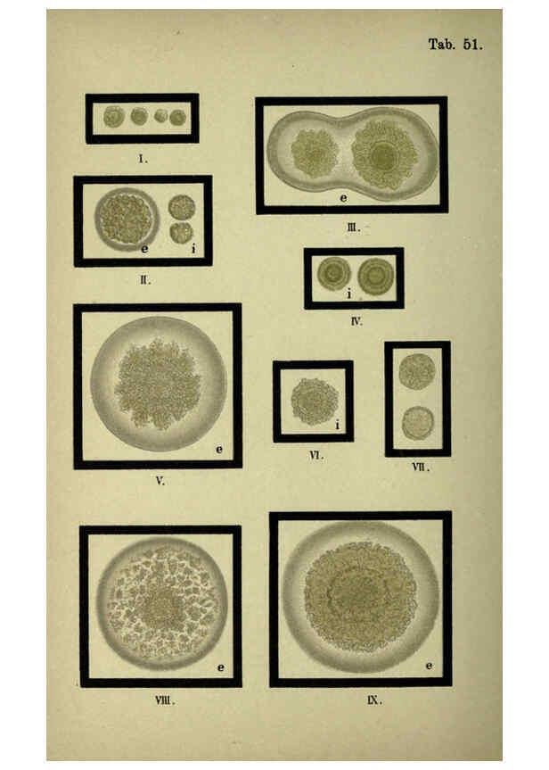Reproducción/Reproduction 6418479499: Atlas and essentials of bacteriology New York :William Wood & Co.,1897 