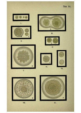 Reproducción/Reproduction 6418479499: Atlas and essentials of bacteriology New York :William Wood & Co.,1897 