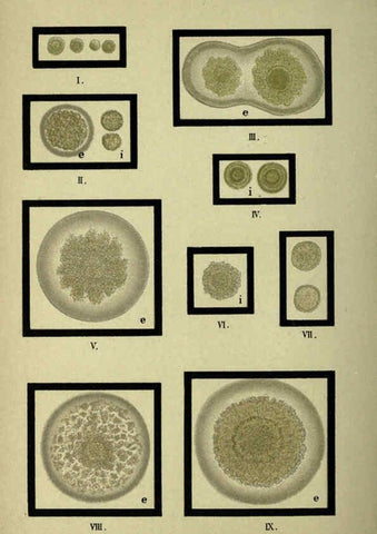 Reproducción/Reproduction 6418479499: Atlas and essentials of bacteriology New York :William Wood & Co.,1897 