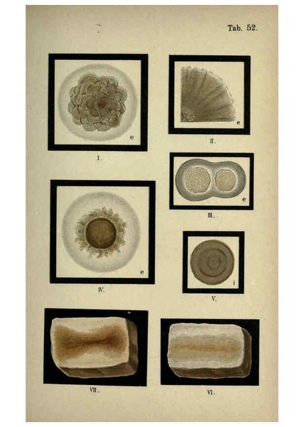 Reproducción/Reproduction 6418479917: Atlas and essentials of bacteriology New York :William Wood & Co.,1897 