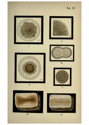 Reproducción/Reproduction 6418479917: Atlas and essentials of bacteriology New York :William Wood & Co.,1897 