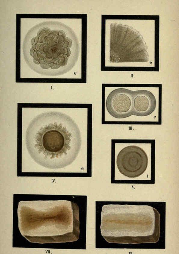Reproducción/Reproduction 6418479917: Atlas and essentials of bacteriology New York :William Wood & Co.,1897 