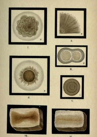 Reproducción/Reproduction 6418479917: Atlas and essentials of bacteriology New York :William Wood & Co.,1897 
