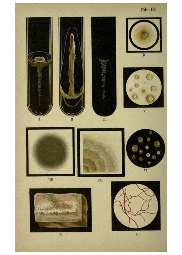 Reproducción/Reproduction 6418480547: Atlas and essentials of bacteriology New York :William Wood & Co.,1897 