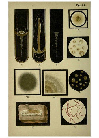 Reproducción/Reproduction 6418480547: Atlas and essentials of bacteriology New York :William Wood & Co.,1897 