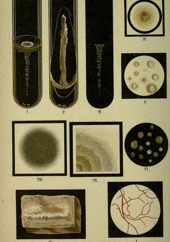 Reproducción/Reproduction 6418480547: Atlas and essentials of bacteriology New York :William Wood & Co.,1897 