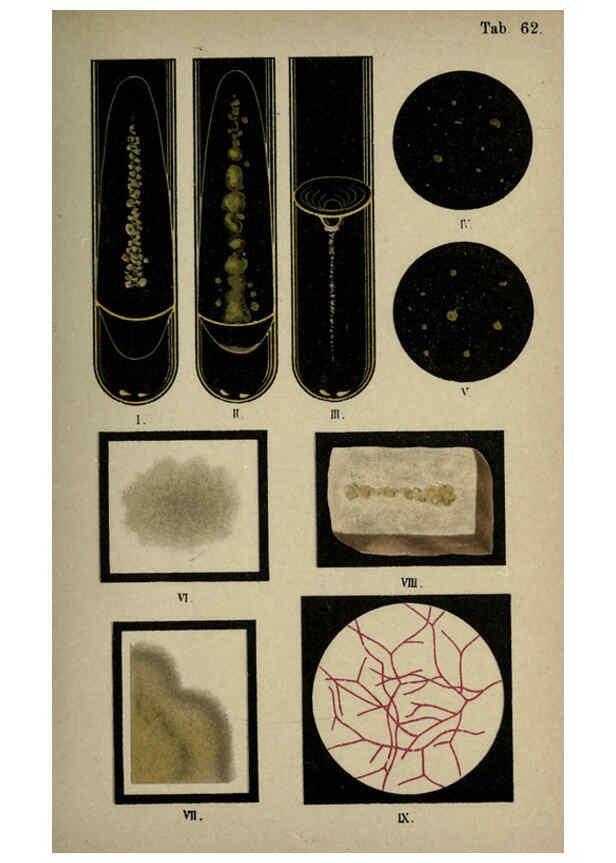 Reproducción/Reproduction 6418481103: Atlas and essentials of bacteriology New York :William Wood & Co.,1897 