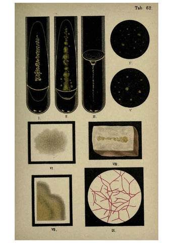Reproducción/Reproduction 6418481103: Atlas and essentials of bacteriology New York :William Wood & Co.,1897 