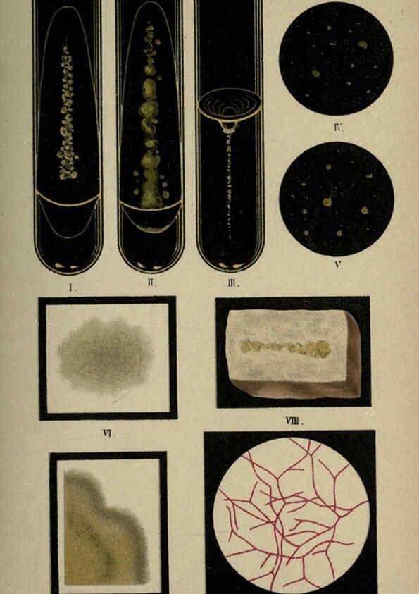 Reproducción/Reproduction 6418481103: Atlas and essentials of bacteriology New York :William Wood & Co.,1897 
