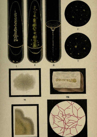 Reproducción/Reproduction 6418481103: Atlas and essentials of bacteriology New York :William Wood & Co.,1897 