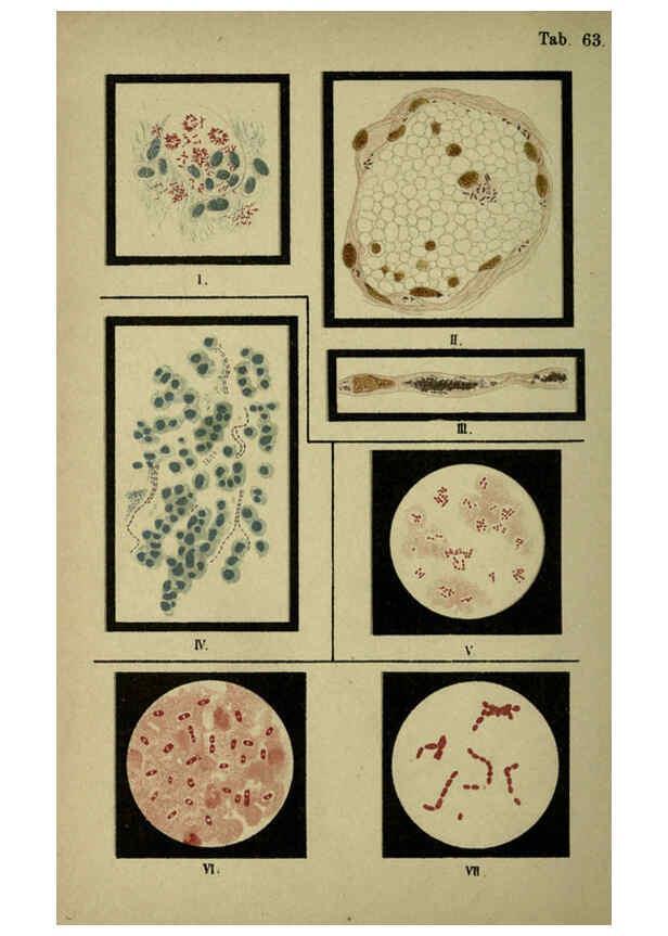 Reproducción/Reproduction 6418481661: Atlas and essentials of bacteriology New York :William Wood & Co.,1897 