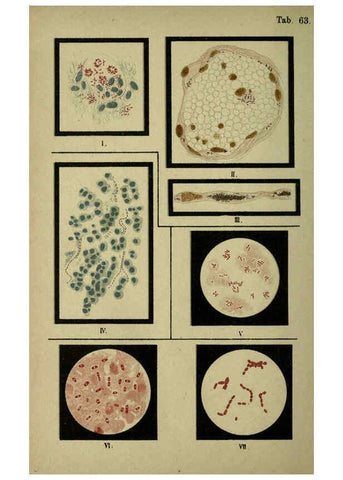 Reproducción/Reproduction 6418481661: Atlas and essentials of bacteriology New York :William Wood & Co.,1897 